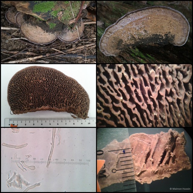 Basidiomycota sp. "15"•&copy; Maimon Hussin•All Rights Reserved