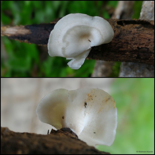 Basidiomycota sp. "16"•&copy; Maimon Hussin•All Rights Reserved