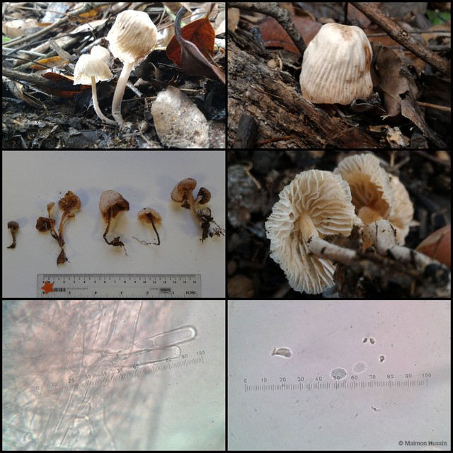 Basidiomycota sp. "17"•&copy; Maimon Hussin•All Rights Reserved