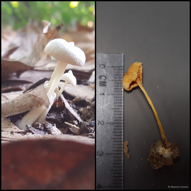 Basidiomycota sp. "21"•&copy; Maimon Hussin•All Rights Reserved