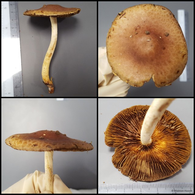 Basidiomycota sp. "23"•&copy; Maimon Hussin•All Rights Reserved