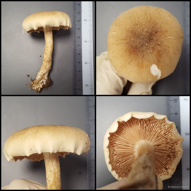 Basidiomycota sp. "25"•&copy; Maimon Hussin•All Rights Reserved