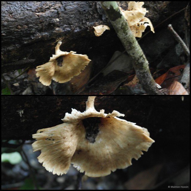 Basidiomycota sp. "26"•&copy; Maimon Hussin•All Rights Reserved