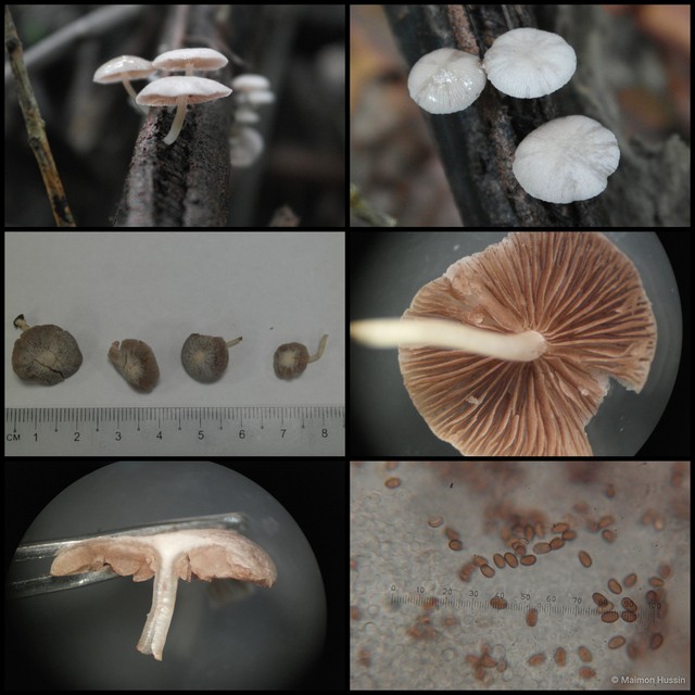 Basidiomycota sp. "27"•&copy; Maimon Hussin•All Rights Reserved