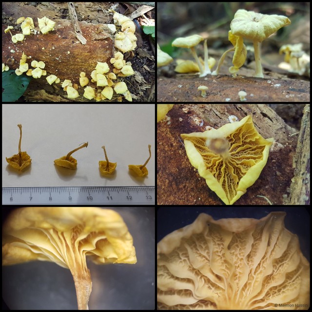 Basidiomycota sp. "28"•&copy; Maimon Hussin•All Rights Reserved