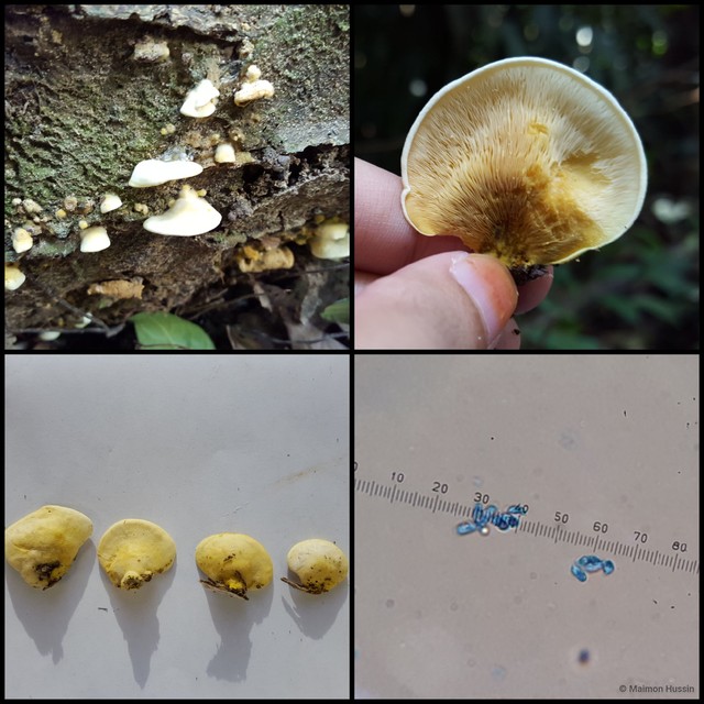 Basidiomycota sp. "29"•&copy; Maimon Hussin•All Rights Reserved