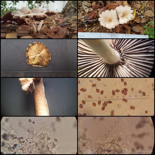 Basidiomycota sp. "3"•&copy; Maimon Hussin•All Rights Reserved