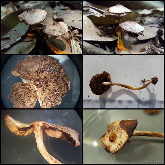 Basidiomycota sp. "30"•&copy; Maimon Hussin•All Rights Reserved
