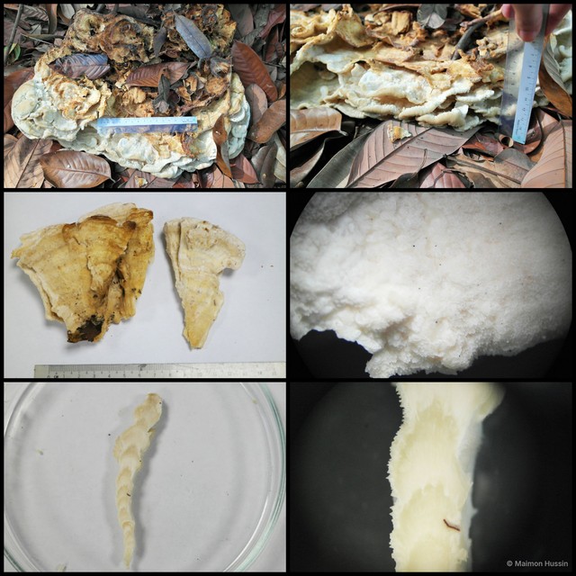 Basidiomycota sp. "34"•&copy; Maimon Hussin•All Rights Reserved