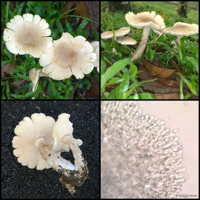 Basidiomycota sp. "35"•&copy; Maimon Hussin•All Rights Reserved