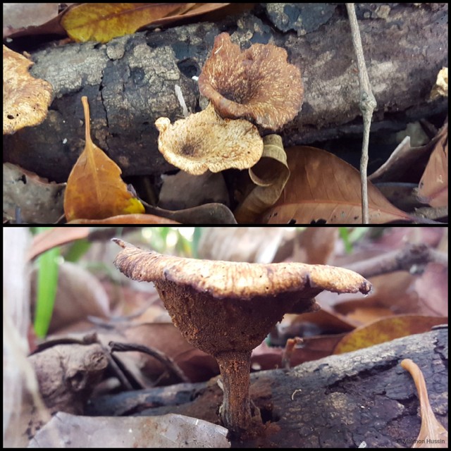 Basidiomycota sp. "36"•&copy; Maimon Hussin•All Rights Reserved