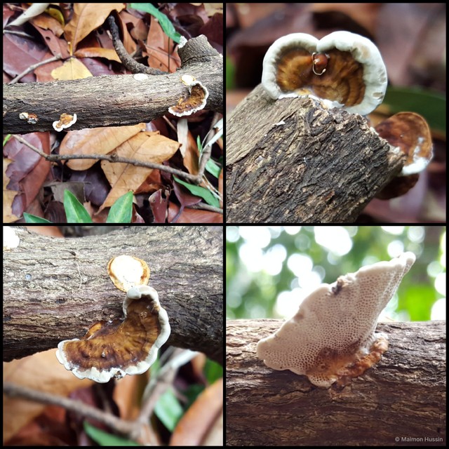 Basidiomycota sp. "37"•&copy; Maimon Hussin•All Rights Reserved
