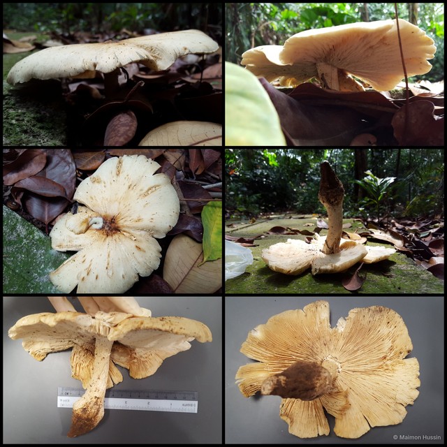 Basidiomycota sp. "38"•&copy; Maimon Hussin•All Rights Reserved