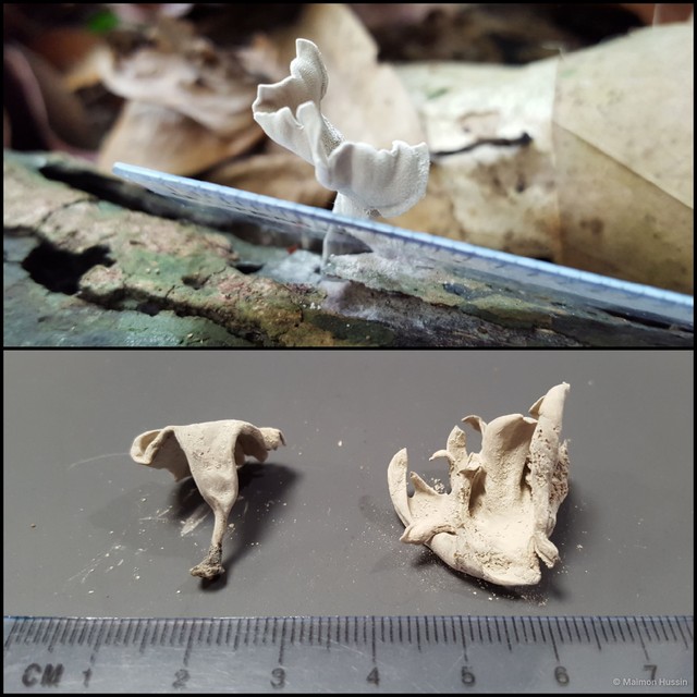 Basidiomycota sp. "39"•&copy; Maimon Hussin•All Rights Reserved