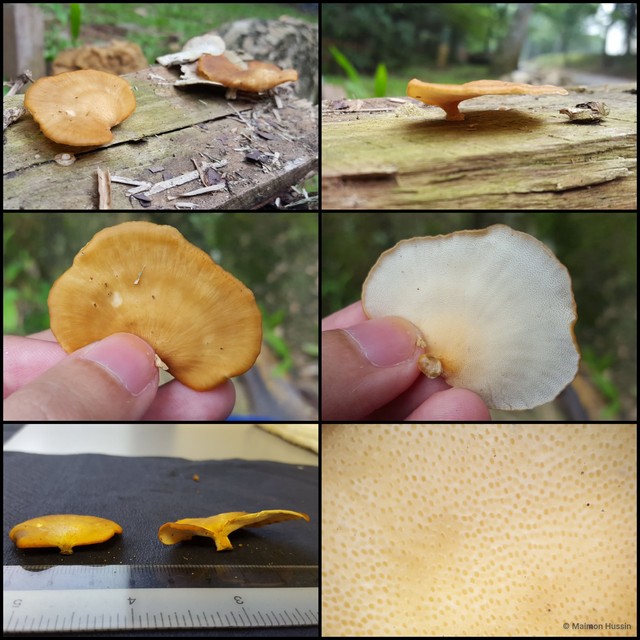 Basidiomycota sp. "4"•&copy; Maimon Hussin•All Rights Reserved