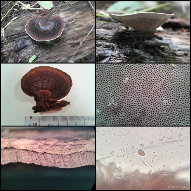Basidiomycota sp. "5"•&copy; Maimon Hussin•All Rights Reserved