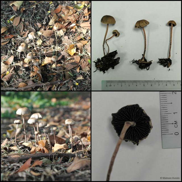 Basidiomycota sp. "6"•&copy; Maimon Hussin•All Rights Reserved