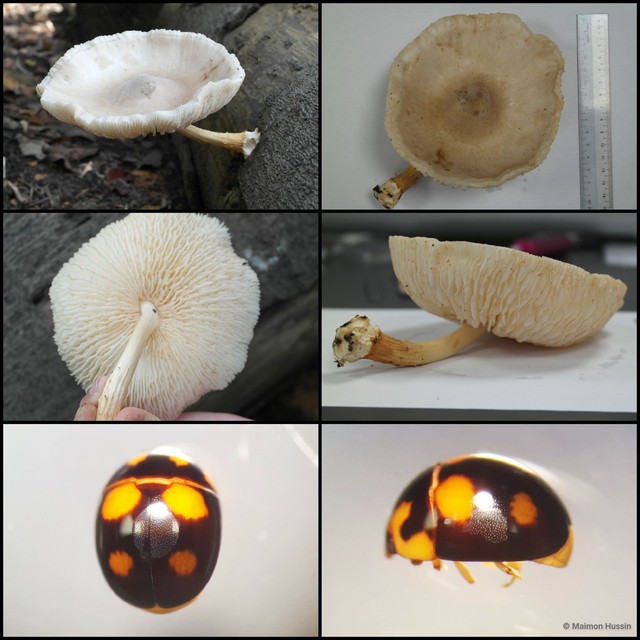 Basidiomycota sp. "8"•&copy; Maimon Hussin•All Rights Reserved