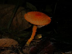 Agaricus (Pseudochitonia) trisulphuratus•&copy; Serena Lee•All Rights Reserved