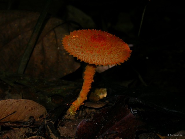 Agaricus (Pseudochitonia) trisulphuratus•&copy; Serena Lee•All Rights Reserved
