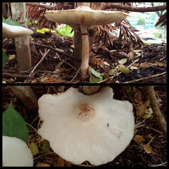Chlorophyllum molybdites•&copy; Maimon Hussin•All Rights Reserved