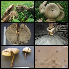 Chlorophyllum molybdites•&copy; Maimon Hussin•All Rights Reserved