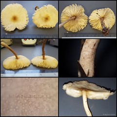Leucoagaricus sp. "1"•&copy; Maimon Hussin•All Rights Reserved