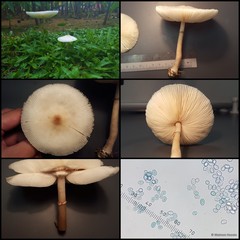 Leucoagaricus sp. "1"•&copy; Maimon Hussin•All Rights Reserved