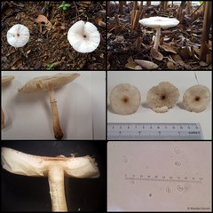 Leucoagaricus sp. "1"•&copy; Maimon Hussin•All Rights Reserved