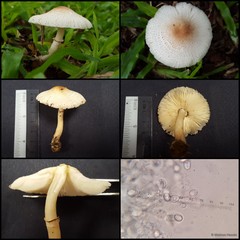 Leucoagaricus sp. "1"•&copy; Maimon Hussin•All Rights Reserved