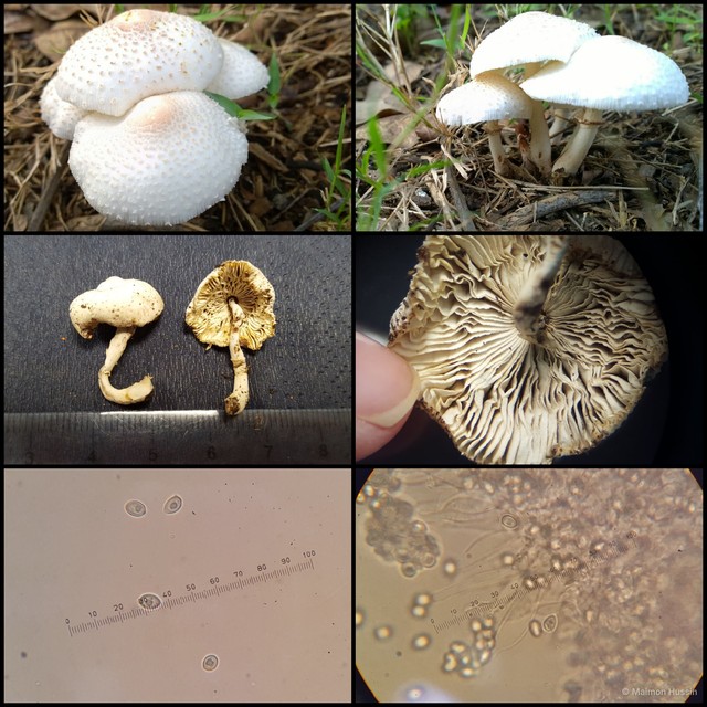 Leucoagaricus sp. "2"•&copy; Maimon Hussin•All Rights Reserved
