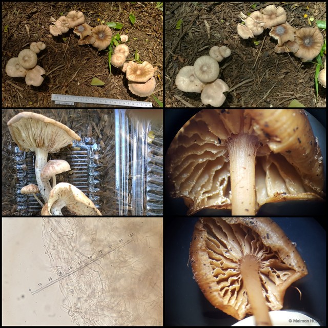 Leucoagaricus sp. "3"•&copy; Maimon Hussin•All Rights Reserved
