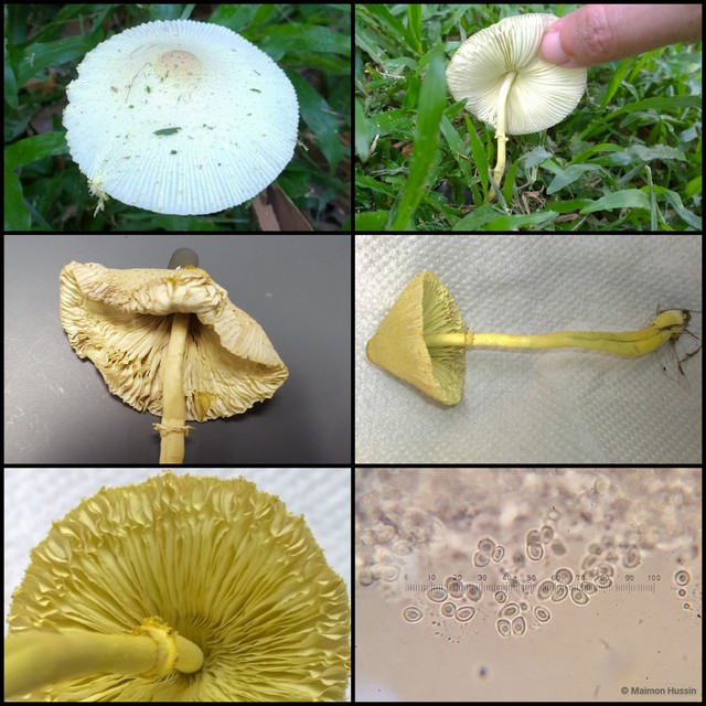 Leucocoprinus birnbaumii•&copy; Maimon Hussin•All Rights Reserved