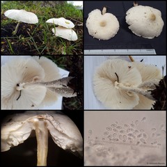 Leucocoprinus cretaceus•&copy; Maimon Hussin•All Rights Reserved