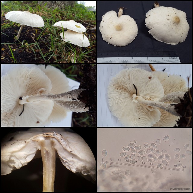 Leucocoprinus cretaceus•&copy; Maimon Hussin•All Rights Reserved