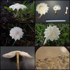 Leucocoprinus cretaceus•&copy; Maimon Hussin•All Rights Reserved