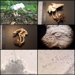 Leucocoprinus cretaceus•&copy; Maimon Hussin•All Rights Reserved