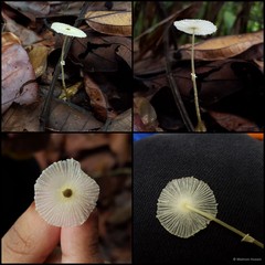 Leucocoprinus fragilissimus•&copy; Maimon Hussin•All Rights Reserved