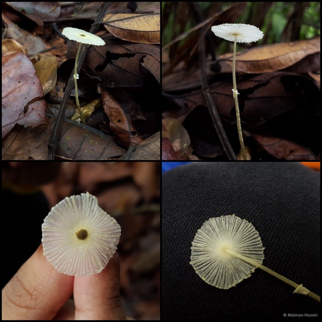 Leucocoprinus fragilissimus•&copy; Maimon Hussin•All Rights Reserved