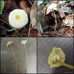 Leucocoprinus fragilissimus•&copy; Maimon Hussin•All Rights Reserved