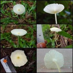 Leucocoprinus fragilissimus•&copy; Maimon Hussin•All Rights Reserved