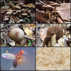 Micropsalliota megarubescens•&copy; Maimon Hussin•All Rights Reserved