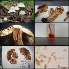 Micropsalliota megarubescens•&copy; Maimon Hussin•All Rights Reserved