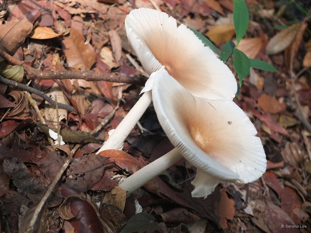 Amanita (Amanita) princeps•&copy; Serena Lee•All Rights Reserved