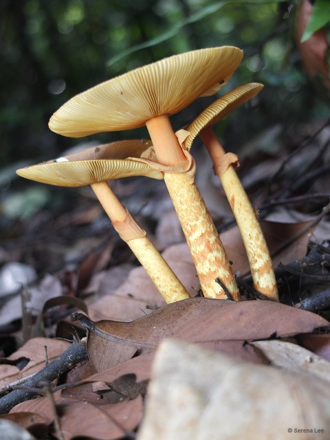 Amanita (Amanita) similis•&copy; Serena Lee•All Rights Reserved