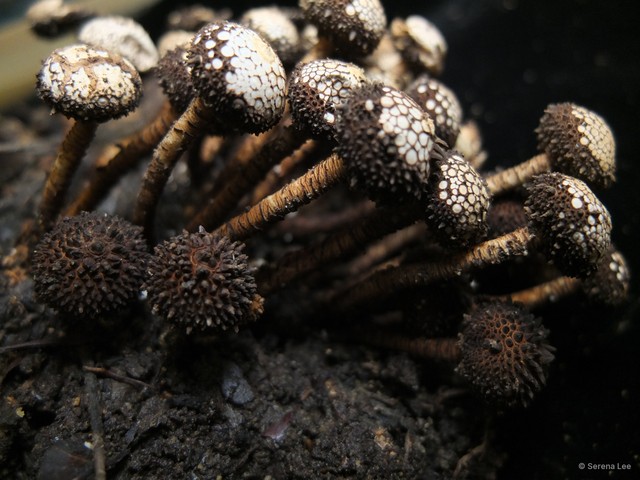 Tulostoma exasperatum•&copy; Serena Lee•All Rights Reserved