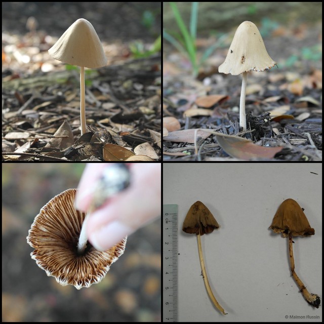 Conocybe sp. "1"•&copy; Maimon Hussin•All Rights Reserved