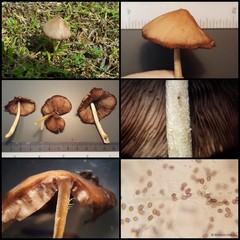 Conocybe tenera•&copy; Maimon Hussin•All Rights Reserved