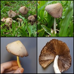 Conocybe tenera•&copy; Maimon Hussin•All Rights Reserved