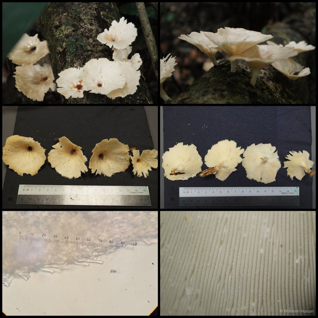 Clitocybe sp. "1"•&copy; Maimon Hussin•All Rights Reserved
